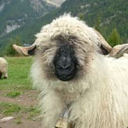 LambGuy