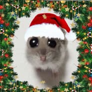 hamster