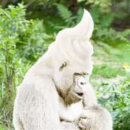 Vanilla Gorilla