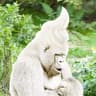 Vanilla Gorilla
