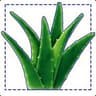 aloe