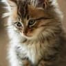 fatnfluffy