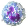 Basophil