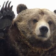 Grizzly +_+