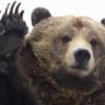 Grizzly +_+