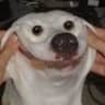 happy doggo