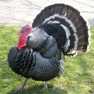 turkey