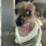 D- O-G M-A-L