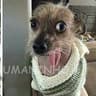 D- O-G M-A-L
