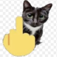 FYOUcat