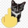 FYOUcat
