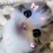 benitashy