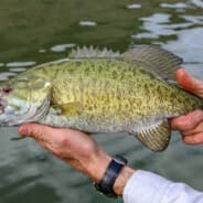 Fish Want Me, Women Fear Me