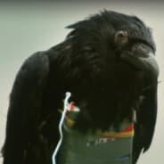 Brother Crow