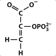 Phosphoenolpyruvate