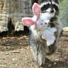 Raccoon King