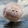 hovercat