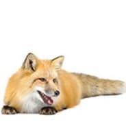 General