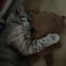 JazR