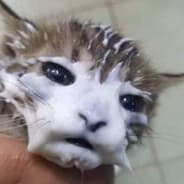 qcksSempai