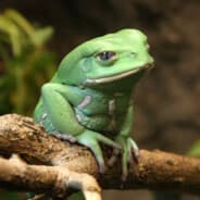 macaco frog