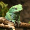 macaco frog