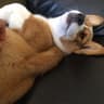 BonyoSuisse