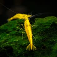 GoldenShrimp