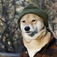 Russian D-Doge