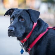 Audacity