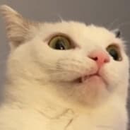 RoboCat