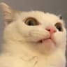 RoboCat