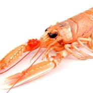 Langoustine