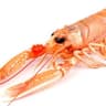 Langoustine
