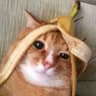Aniki