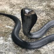 eco cobra