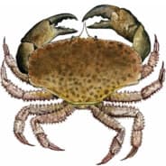 DelleFishrens