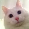 Peaches the Cat. :3
