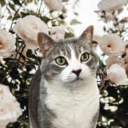 KassieKitten♥