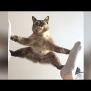 dab3