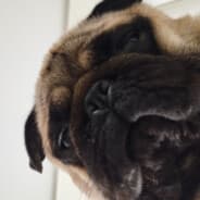 PU