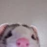 waib