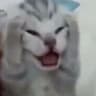 Levijo