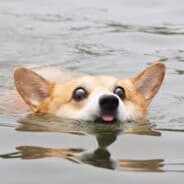 RoRo