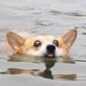 RoRo
