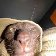Voodoosar