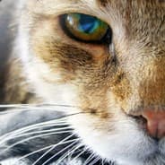 Spaycs
