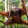 Orang Uthwee