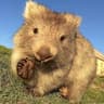 Wombat Wrecker