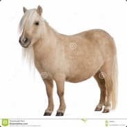 lollponi